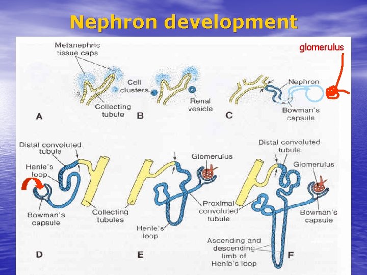 Nephron development glomerulus 