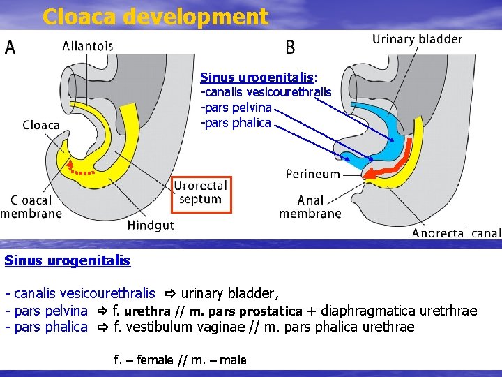 Cloaca development Sinus urogenitalis: -canalis vesicourethralis -pars pelvina -pars phalica Sinus urogenitalis - canalis