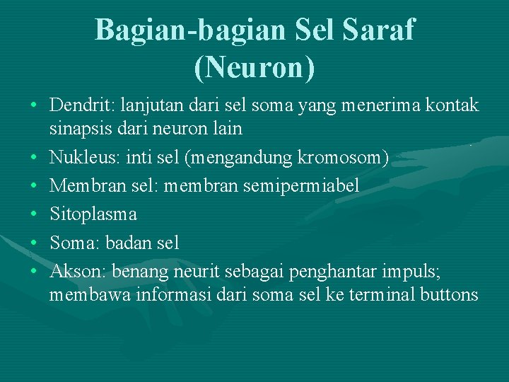 Bagian-bagian Sel Saraf (Neuron) • Dendrit: lanjutan dari sel soma yang menerima kontak sinapsis