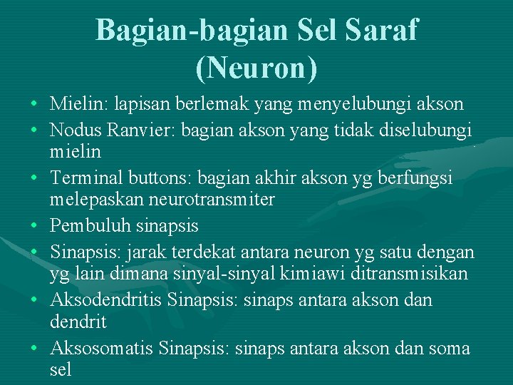 Bagian-bagian Sel Saraf (Neuron) • Mielin: lapisan berlemak yang menyelubungi akson • Nodus Ranvier: