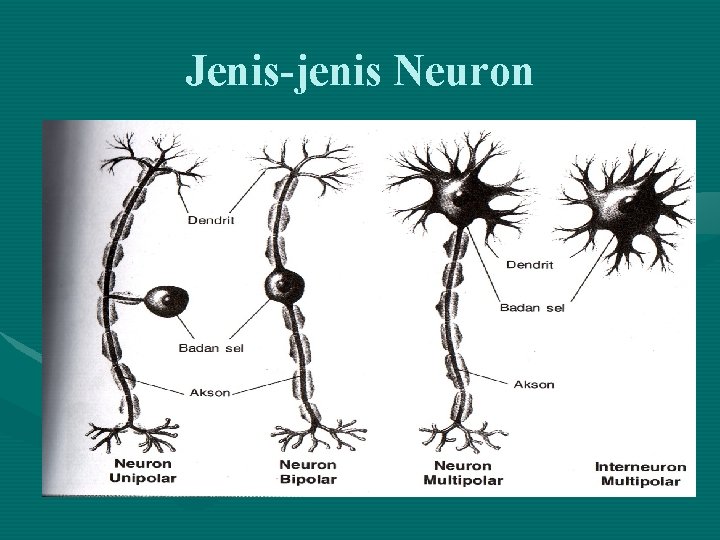 Jenis-jenis Neuron 