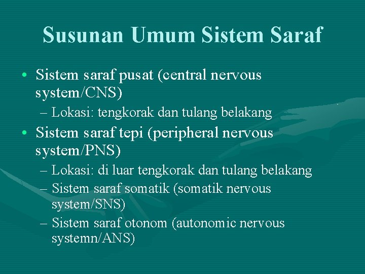 Susunan Umum Sistem Saraf • Sistem saraf pusat (central nervous system/CNS) – Lokasi: tengkorak