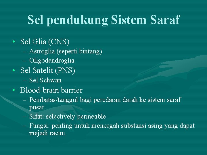 Sel pendukung Sistem Saraf • Sel Glia (CNS) – Astroglia (seperti bintang) – Oligodendroglia