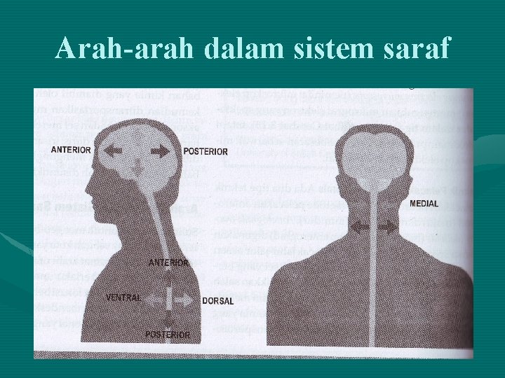 Arah-arah dalam sistem saraf 