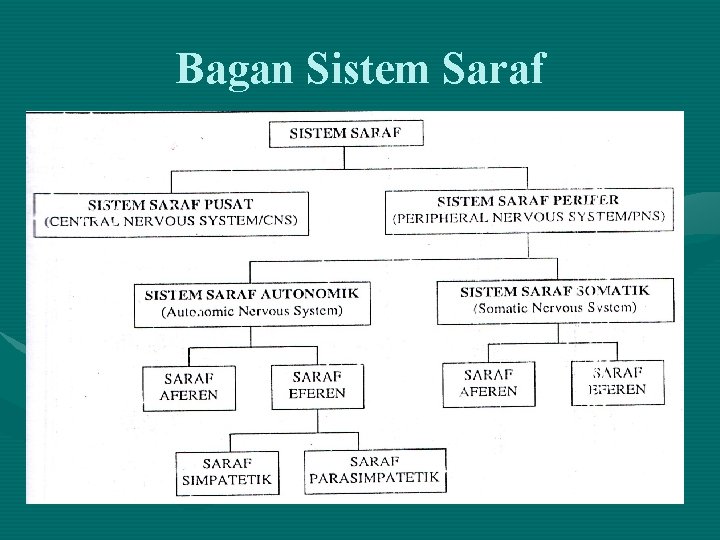 Bagan Sistem Saraf 