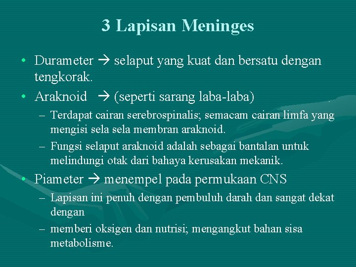 3 Lapisan Meninges • Durameter selaput yang kuat dan bersatu dengan tengkorak. • Araknoid