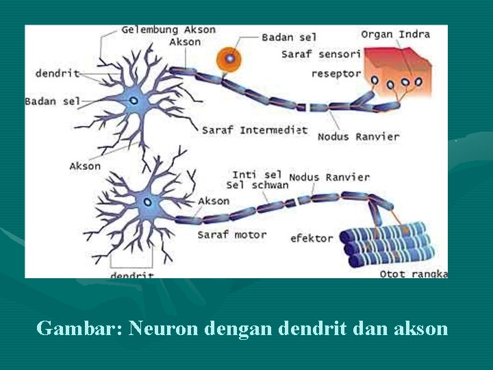 Gambar: Neuron dengan dendrit dan akson 