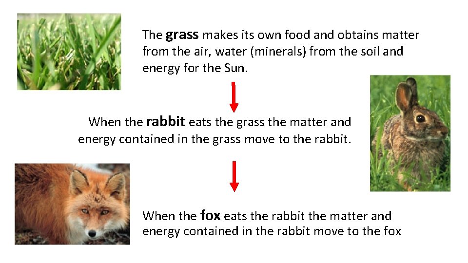 The grass makes its own food and obtains matter from the air, water (minerals)