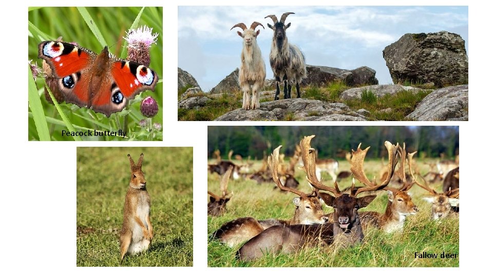 Peacock butterfly Fallow deer 