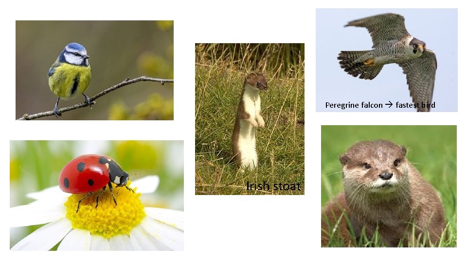 Peregrine falcon fastest bird Irish stoat 