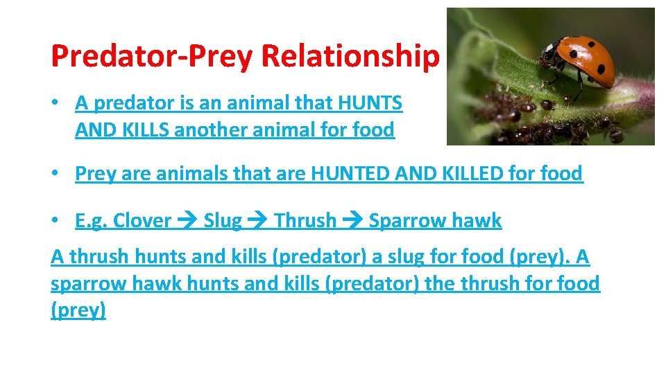 Predator-Prey Relationship • A predator is an animal that HUNTS AND KILLS another animal