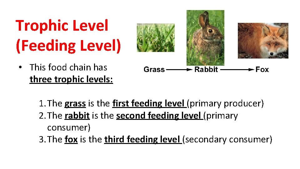 Trophic Level (Feeding Level) • This food chain has three trophic levels: 1. The