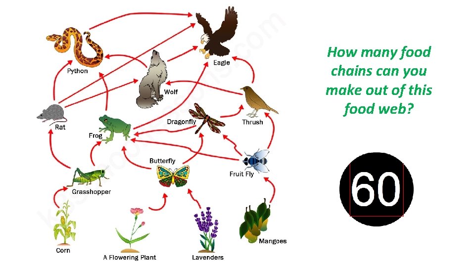 How many food chains can you make out of this food web? 