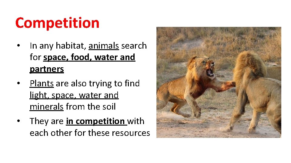 Competition • In any habitat, animals search for space, food, water and partners •