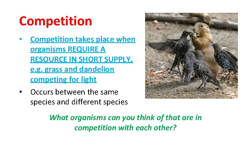 Competition • Competition takes place when organisms REQUIRE A RESOURCE IN SHORT SUPPLY, e.