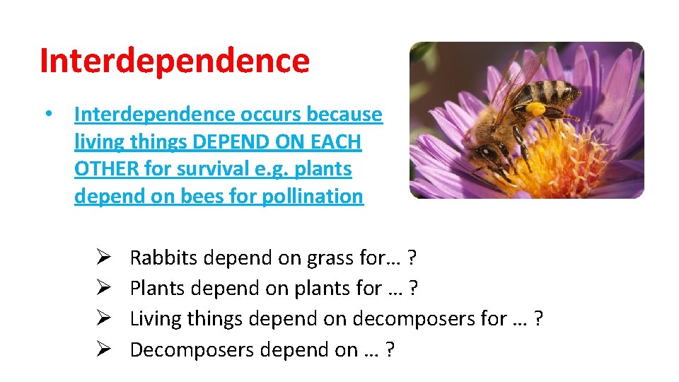 Interdependence • Interdependence occurs because living things DEPEND ON EACH OTHER for survival e.