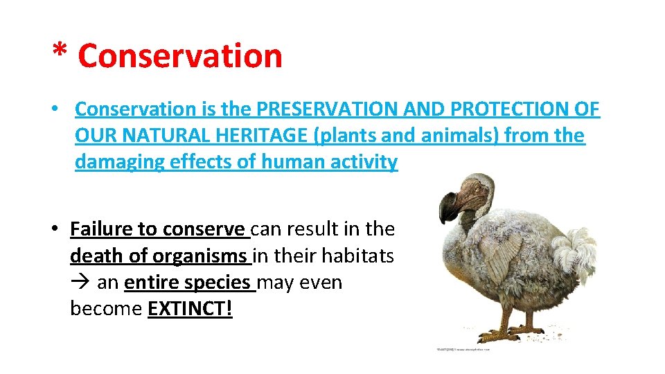 * Conservation • Conservation is the PRESERVATION AND PROTECTION OF OUR NATURAL HERITAGE (plants