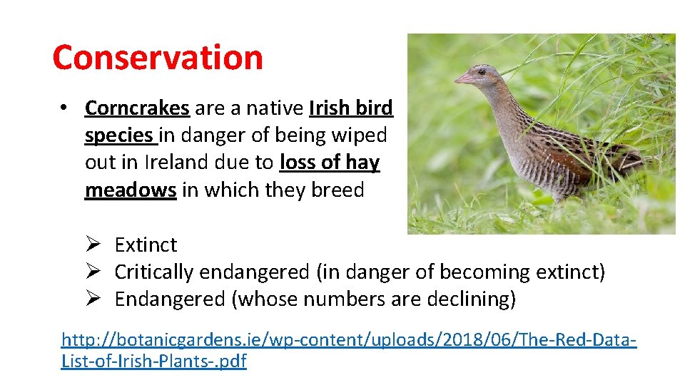 Conservation • Corncrakes are a native Irish bird species in danger of being wiped