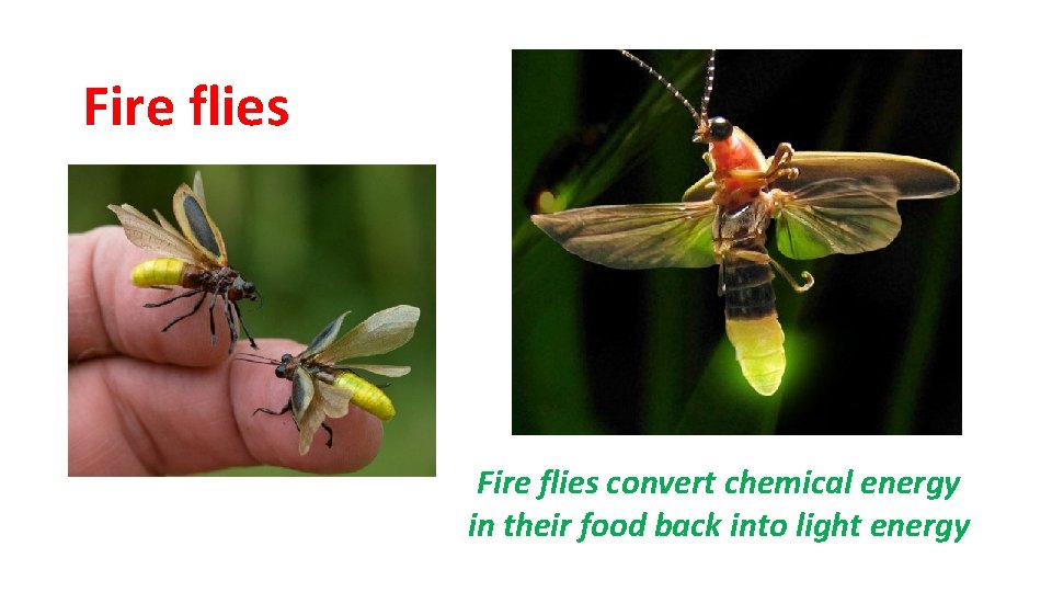 Fire flies convert chemical energy in their food back into light energy 