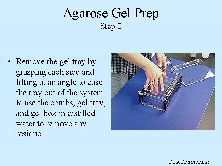 Agarose Gel Prep Step 2 • Remove the gel tray by grasping each side
