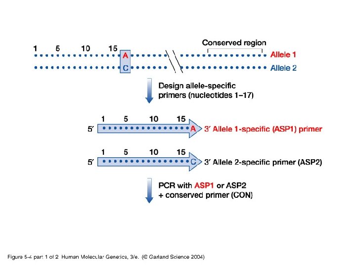 Amplifying DNA PCR cellbased DNA cloning 1 The