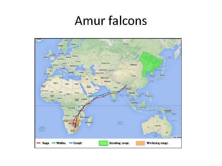 Amur falcons 