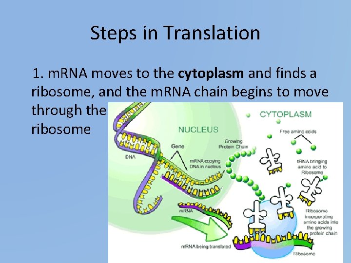 Steps in Translation 1. m. RNA moves to the cytoplasm and finds a ribosome,