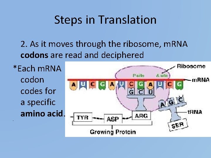 Steps in Translation 2. As it moves through the ribosome, m. RNA codons are
