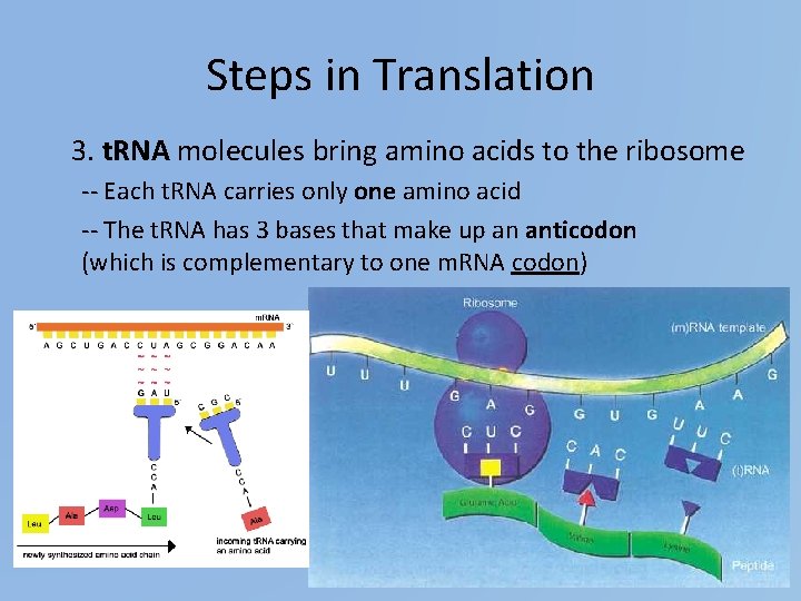 Steps in Translation 3. t. RNA molecules bring amino acids to the ribosome --