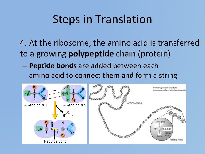 Steps in Translation 4. At the ribosome, the amino acid is transferred to a