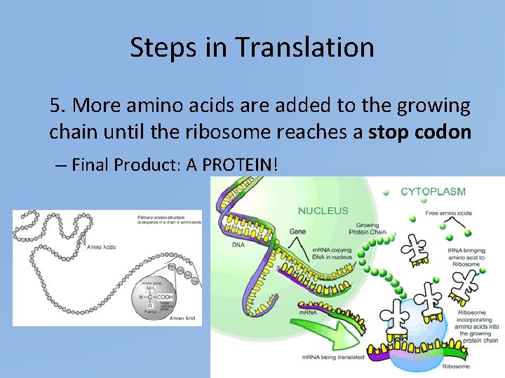 Steps in Translation 5. More amino acids are added to the growing chain until