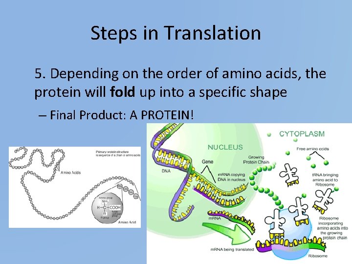 Steps in Translation 5. Depending on the order of amino acids, the protein will