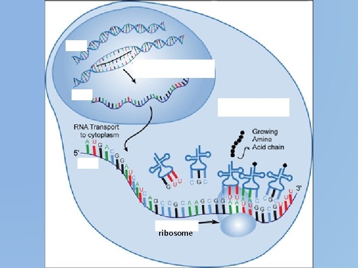 ribosome 