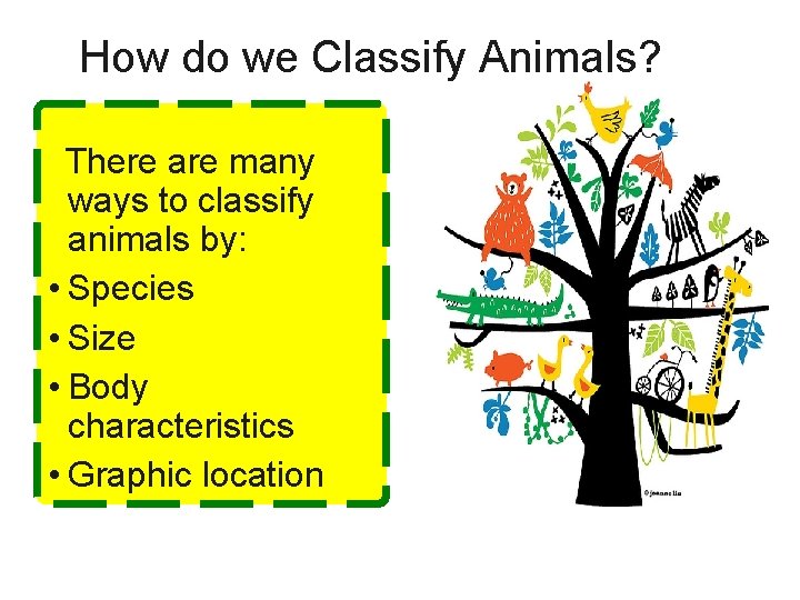 How do we Classify Animals? There are many ways to classify animals by: •
