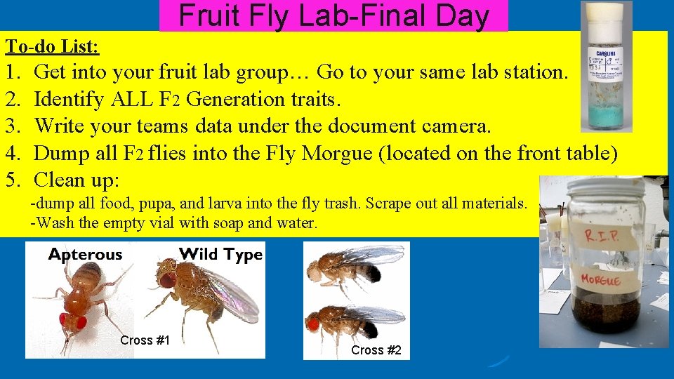 Fruit Fly Lab-Final Day To-do List: 1. 2. 3. 4. 5. Get into your