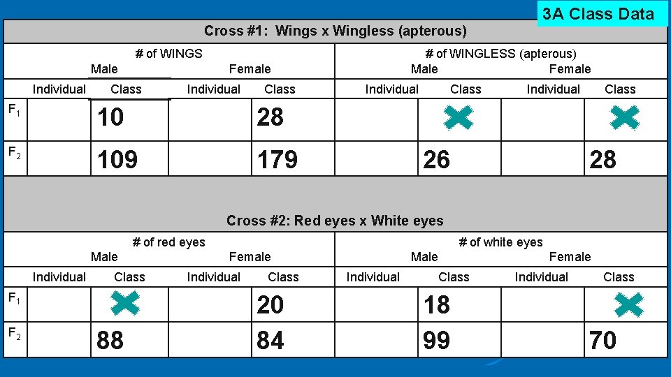Cross #1: Wings x Wingless (apterous) # of WINGS Male Individual # of WINGLESS