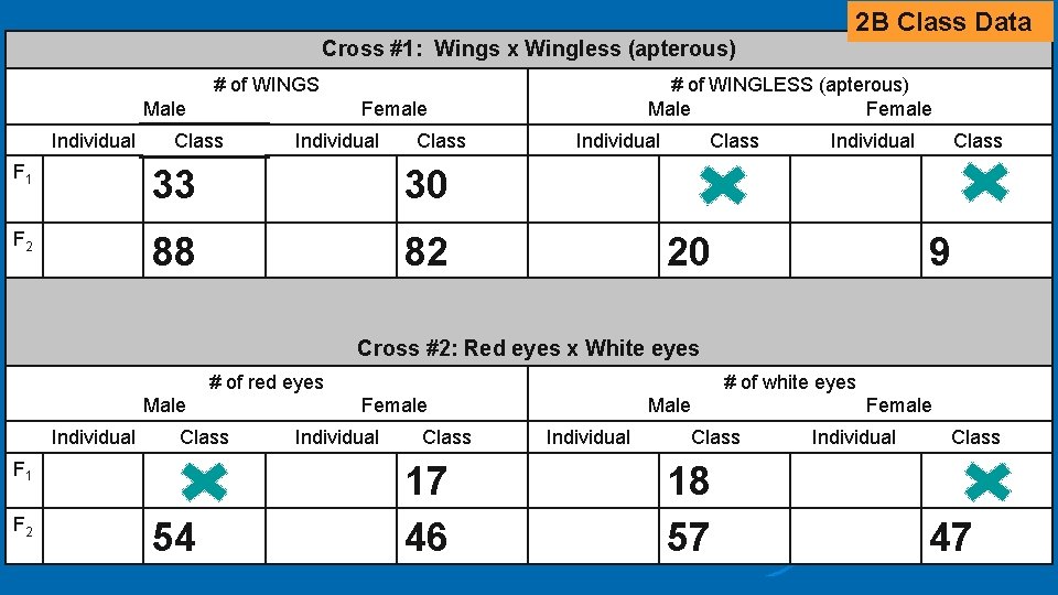 Cross #1: Wings x Wingless (apterous) # of WINGS Male Individual # of WINGLESS