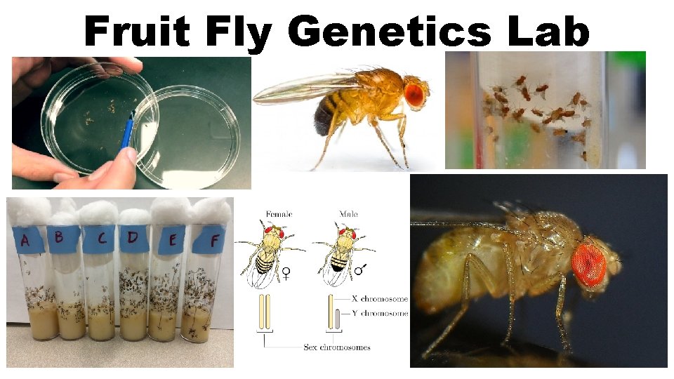 Fruit Fly Genetics Lab 