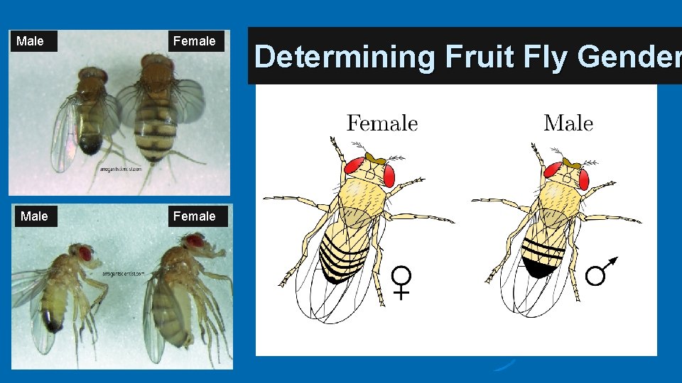 Male Female Determining Fruit Fly Gender 