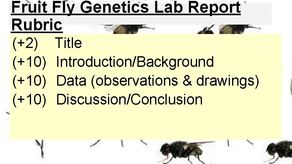Fruit Fly Genetics Lab Report Rubric (+2) (+10) Title Introduction/Background Data (observations & drawings)