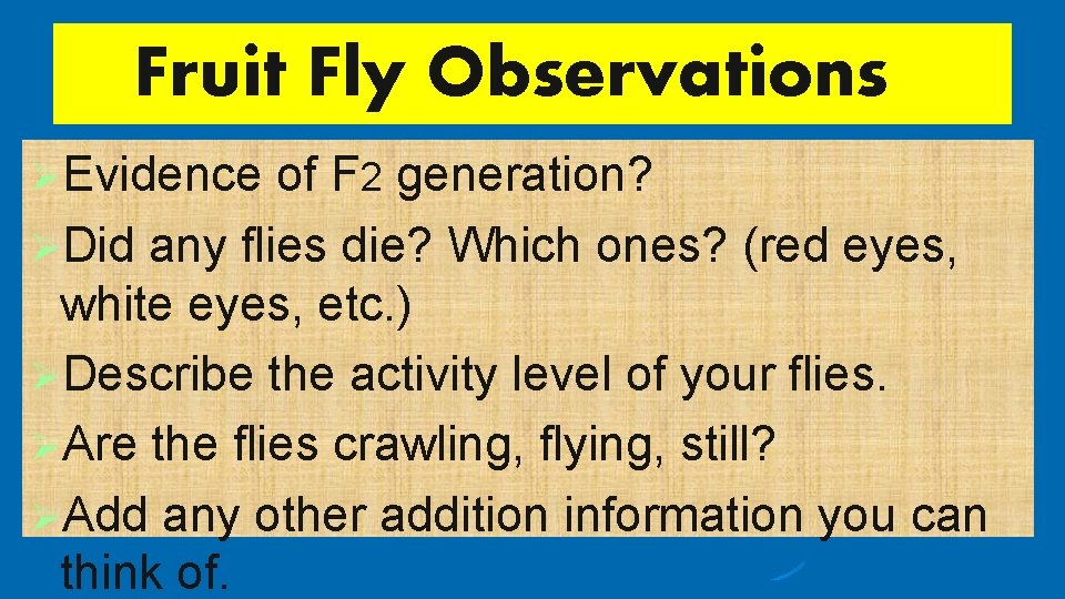 Fruit Fly Observations ØEvidence of F 2 generation? ØDid any flies die? Which ones?