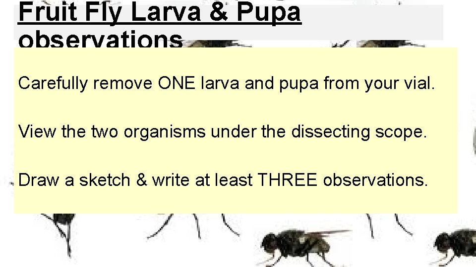 Fruit Fly Larva & Pupa observations Carefully remove ONE larva and pupa from your