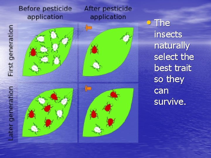  • The insects naturally select the best trait so they can survive. 