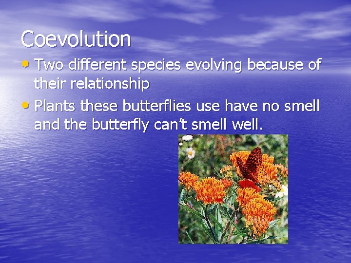 Coevolution • Two different species evolving because of their relationship • Plants these butterflies