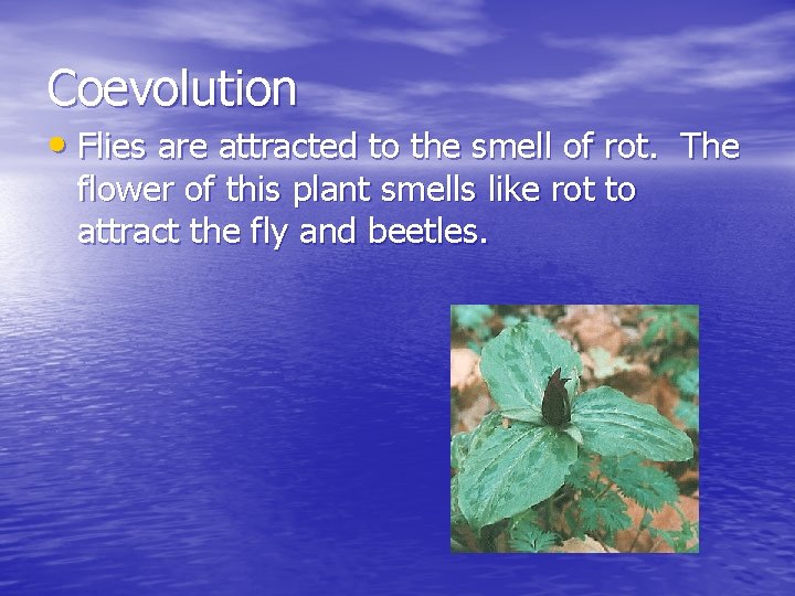 Coevolution • Flies are attracted to the smell of rot. The flower of this