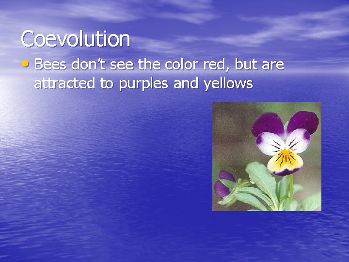 Coevolution • Bees don’t see the color red, but are attracted to purples and