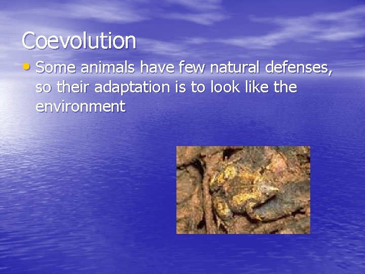 Coevolution • Some animals have few natural defenses, so their adaptation is to look