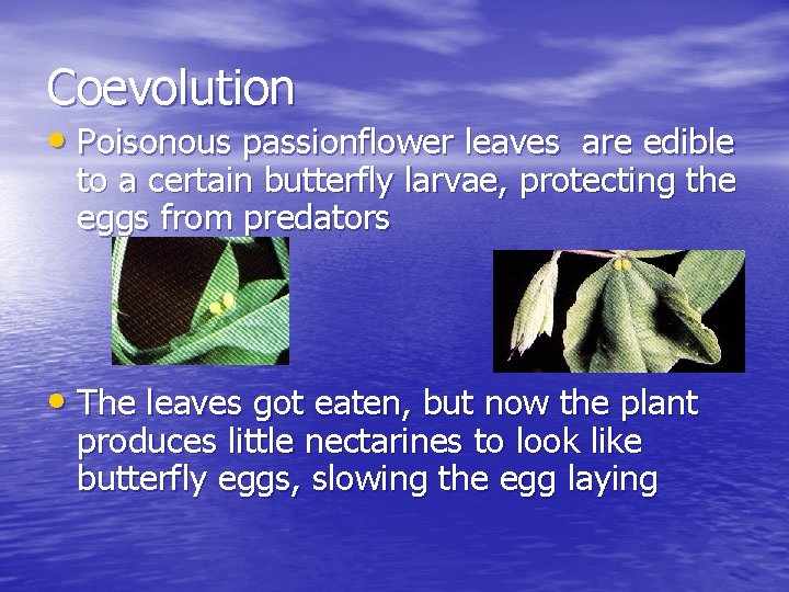 Coevolution • Poisonous passionflower leaves are edible to a certain butterfly larvae, protecting the