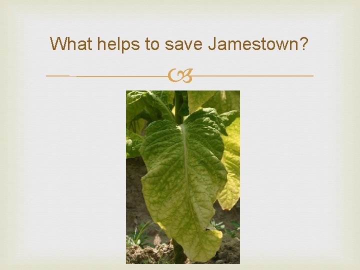What helps to save Jamestown? What helps to save Jamestown?