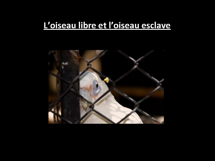 L’oiseau libre et l’oiseau esclave 